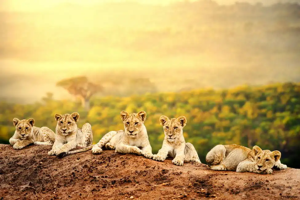Unknown: Les jeunes lions