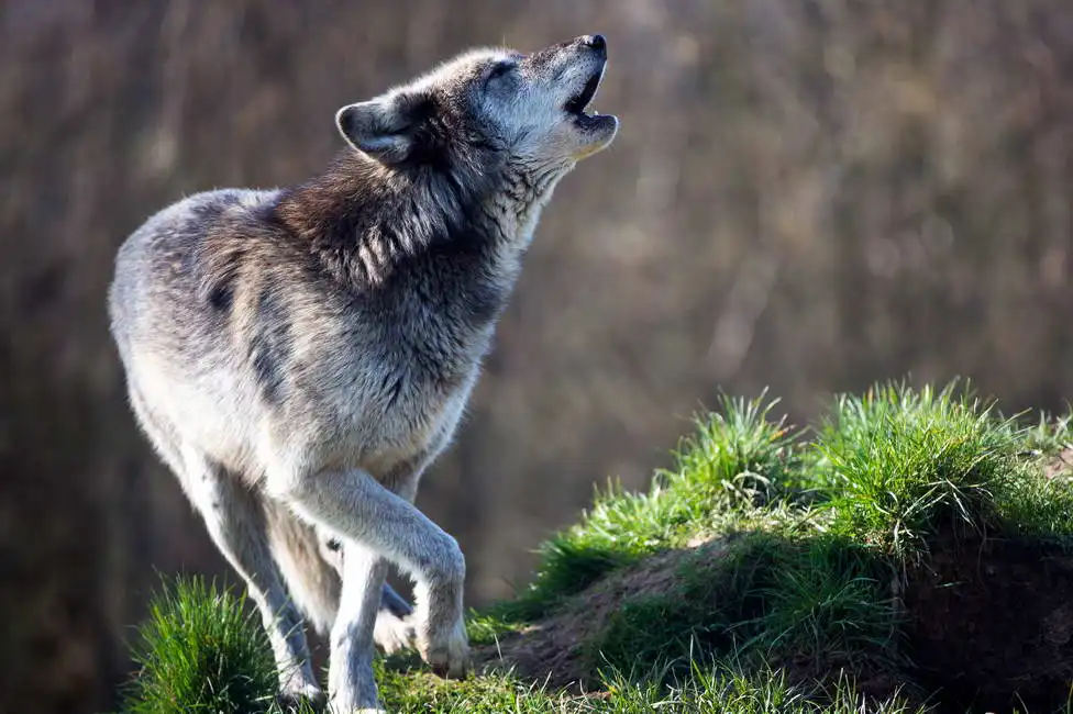Unknown: Wolfsgeheul