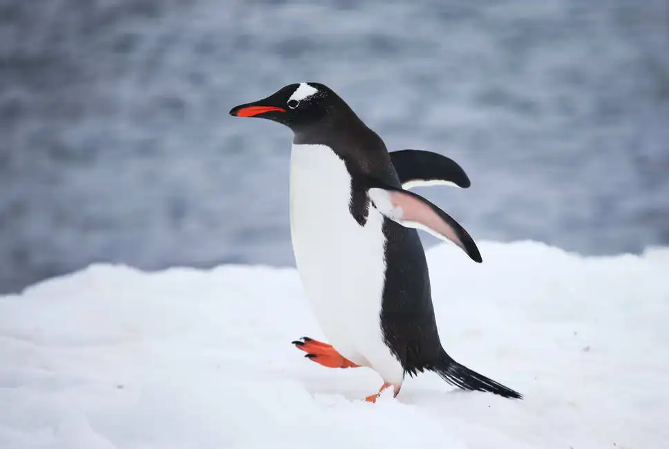 Unknown: Gentoo Penguin on snow in Antarctica