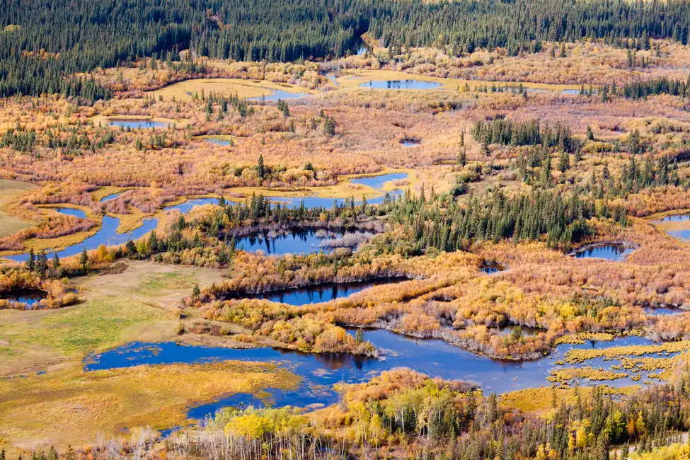 Unknown: Luftaufnahme des Sumpfes, Herbst, Yukon, Kanada