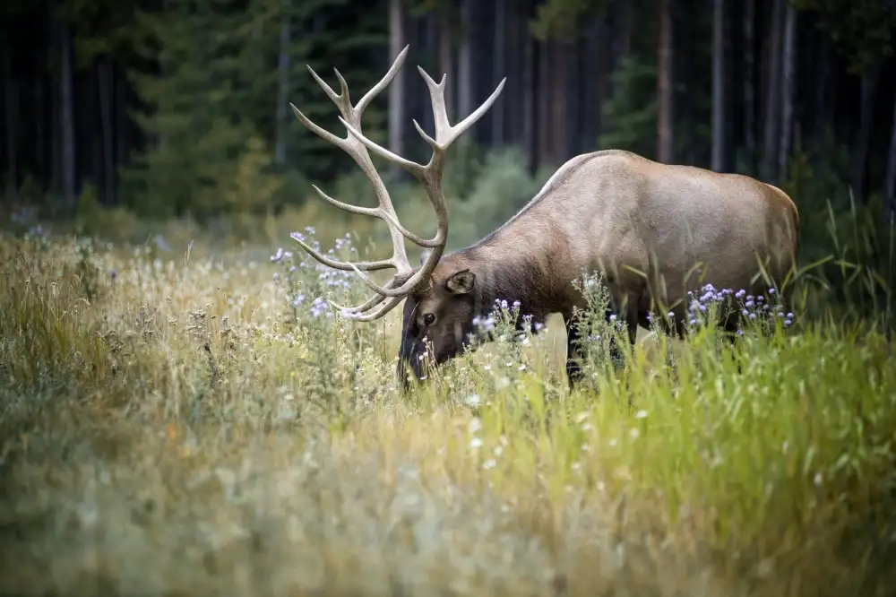 dem, Auf Andrea: The Elk