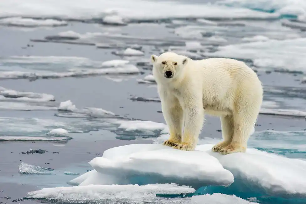 Unknown: Polar bear on a melting ice floe