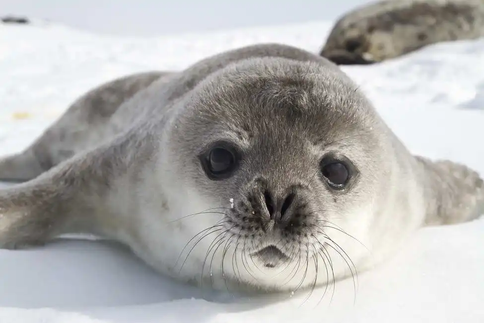 Unknown: Seal pup on the ice of the Antarctic Peninsula