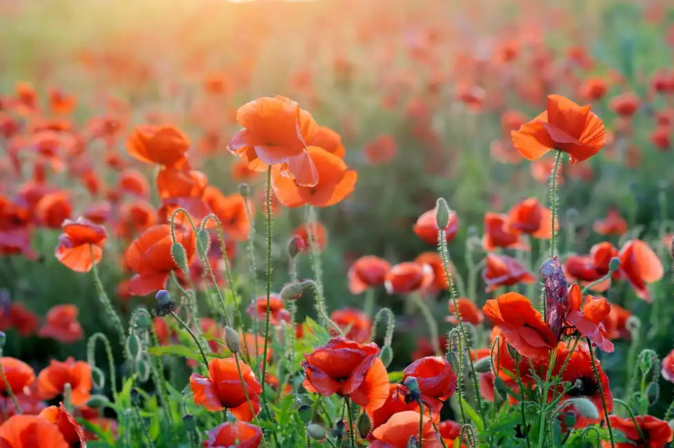 Unknown: Field of red poppies