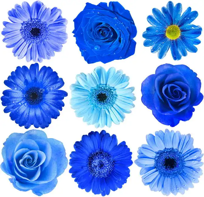 Unknown: Blue flowers