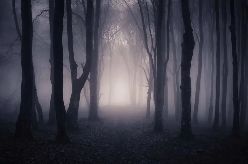 Unknown: Viaje a través del bosque oscuro