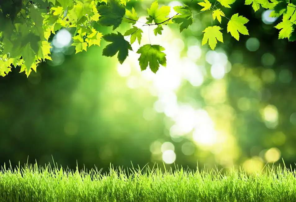 Unknown: Sonniger Tag im Wald