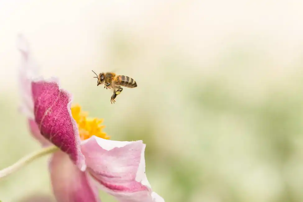 Unknown: Impollinazione