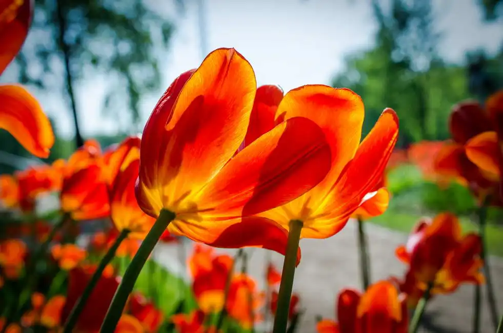 Neznámý: Tulipány