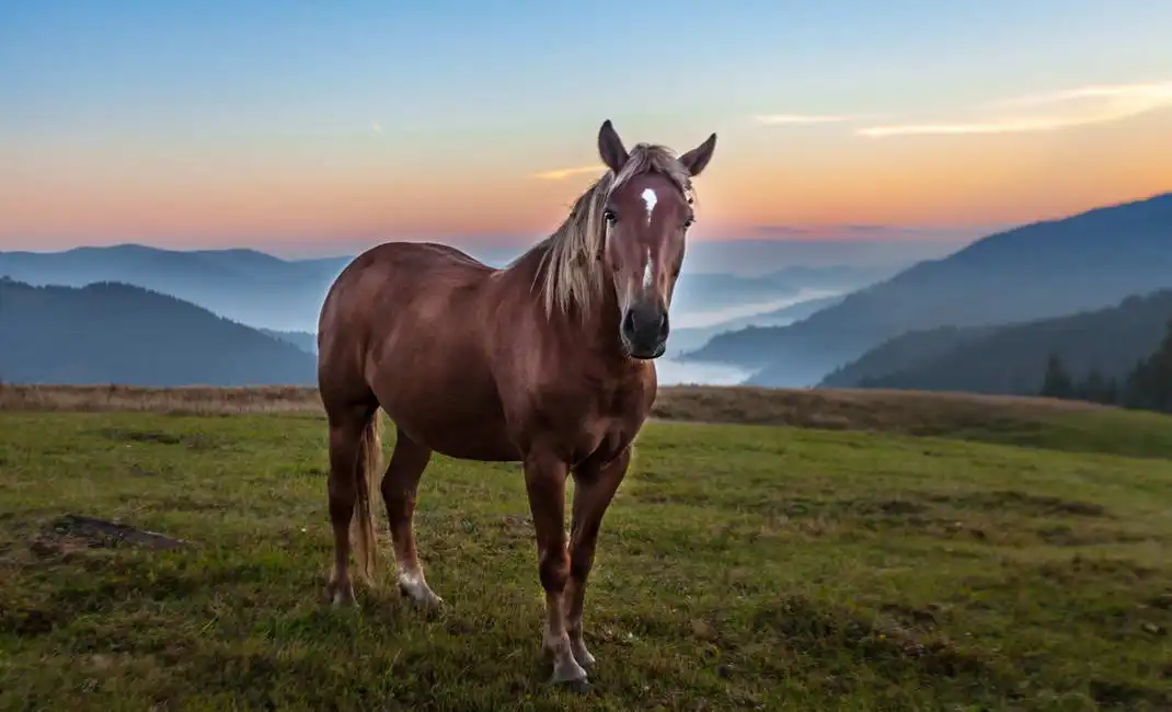 Unknown: Paysage de montagne avec un cheval au pâturage, Ukraine