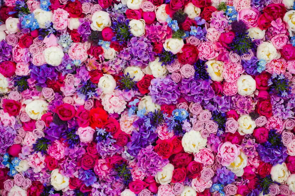 Unknown: Le rose