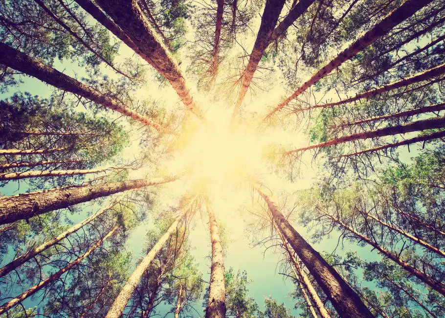 Unknown: Forest