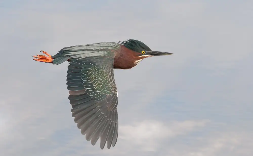 Forns, Alfred: Little Green Heron