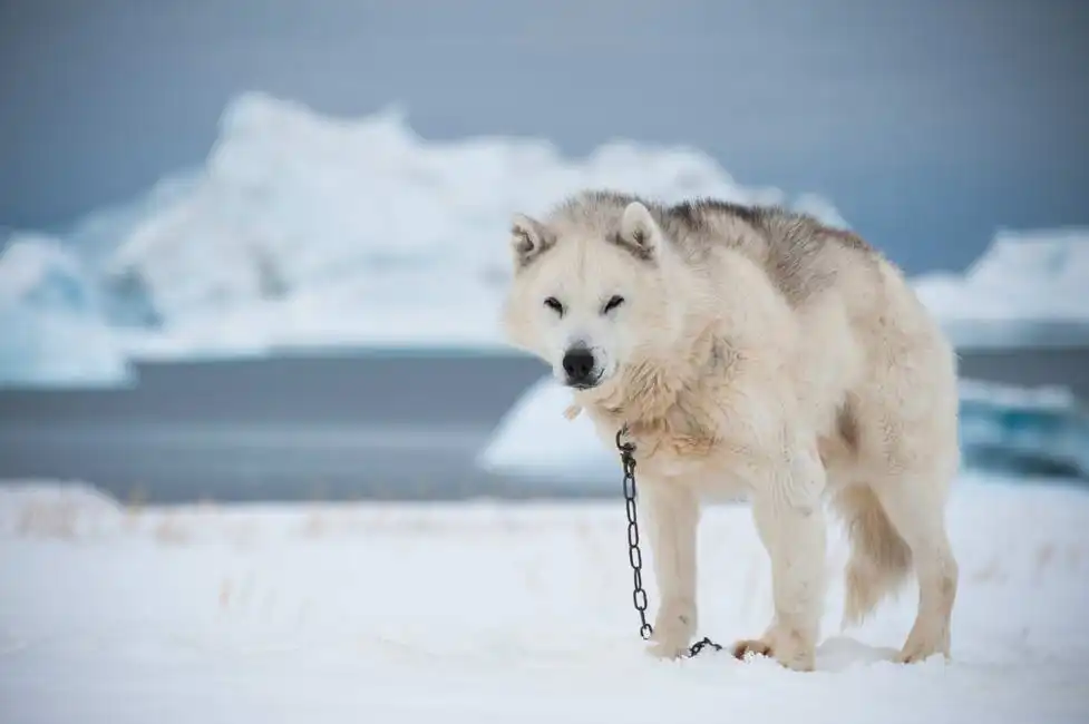 Unknown: Dog in Qeqertarsuaq, Greenland