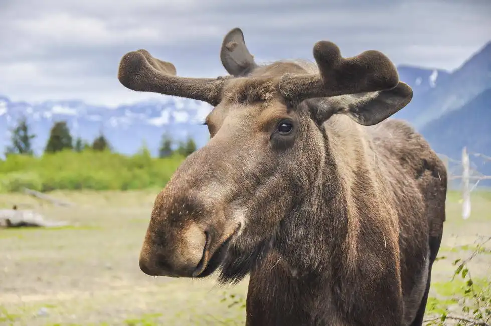 Unknown: Los, Alaska (USA)