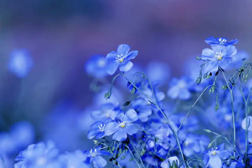 Unknown: Blue flowers