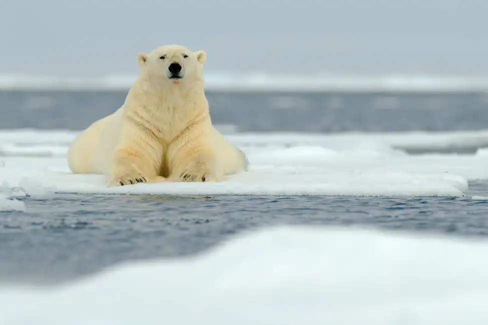 Unknown: Orso polare sdraiato (Svalbard)