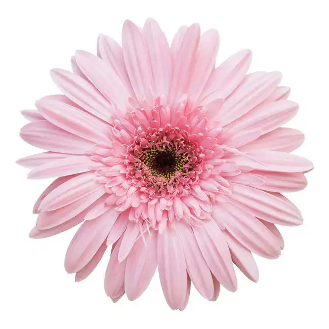 Unknown: Rosa Gerbera