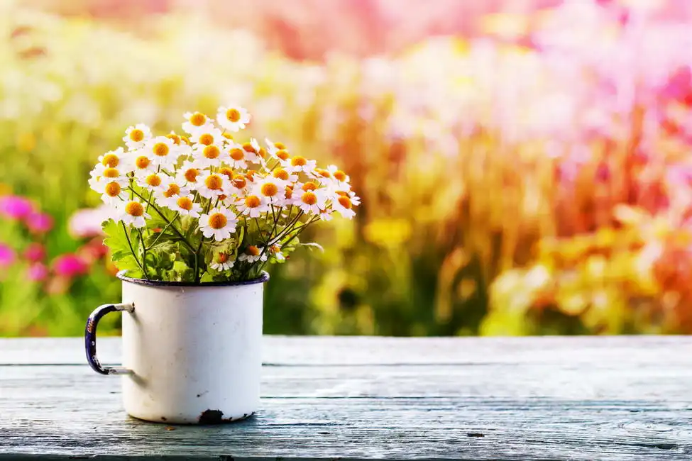 Unknown: Jardin de printemps