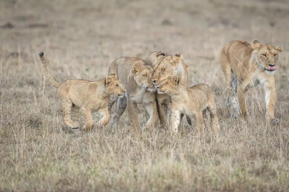 Sink, C. Jeffrey: Una riunione di squadra felina....