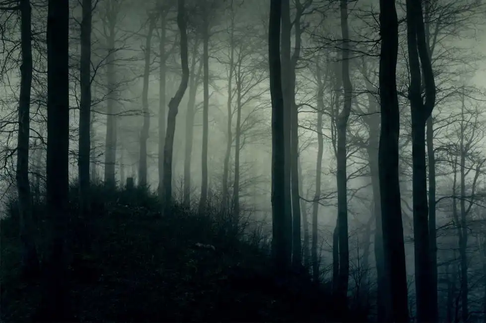 Unknown: Dunkler Wald