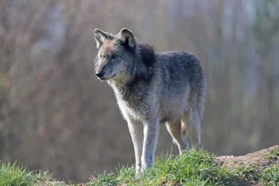 Unknown: Grauer Wolf