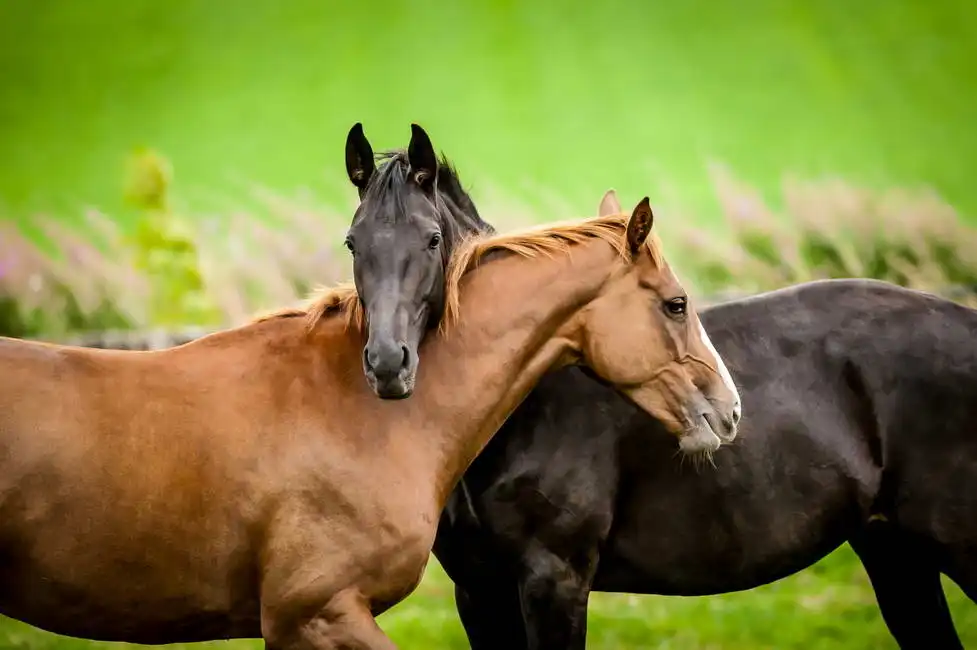 Unknown: Horse friendship