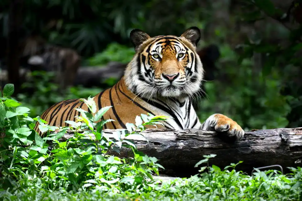 Unknown: Bengal tiger