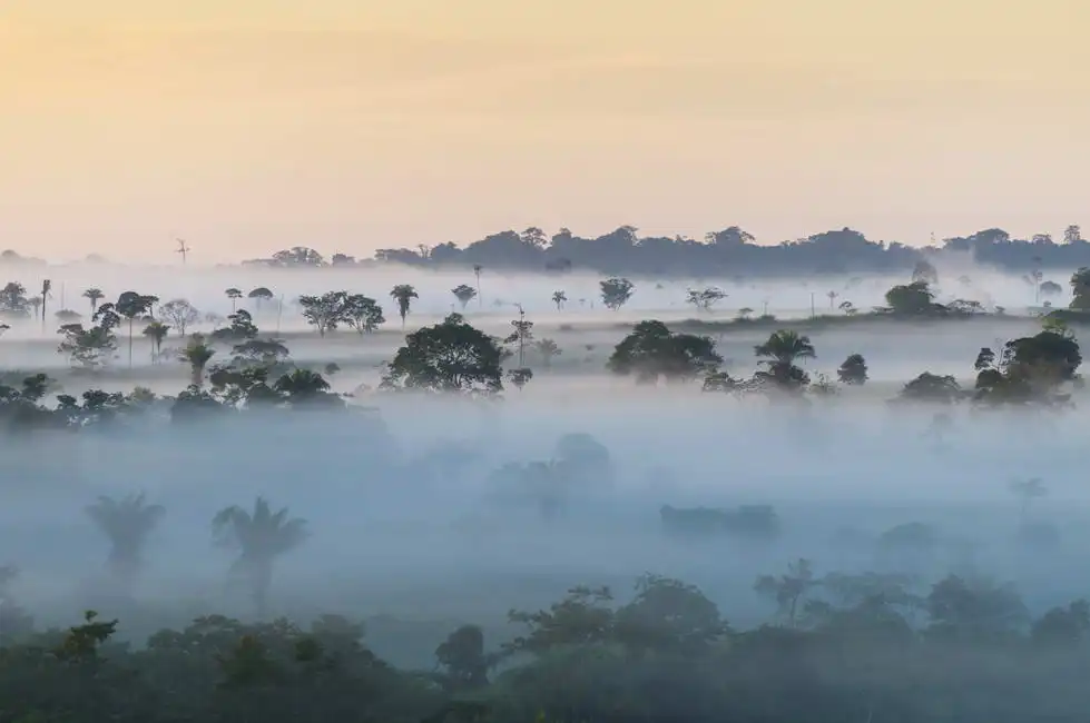 Unknown: Amazon rainforest
