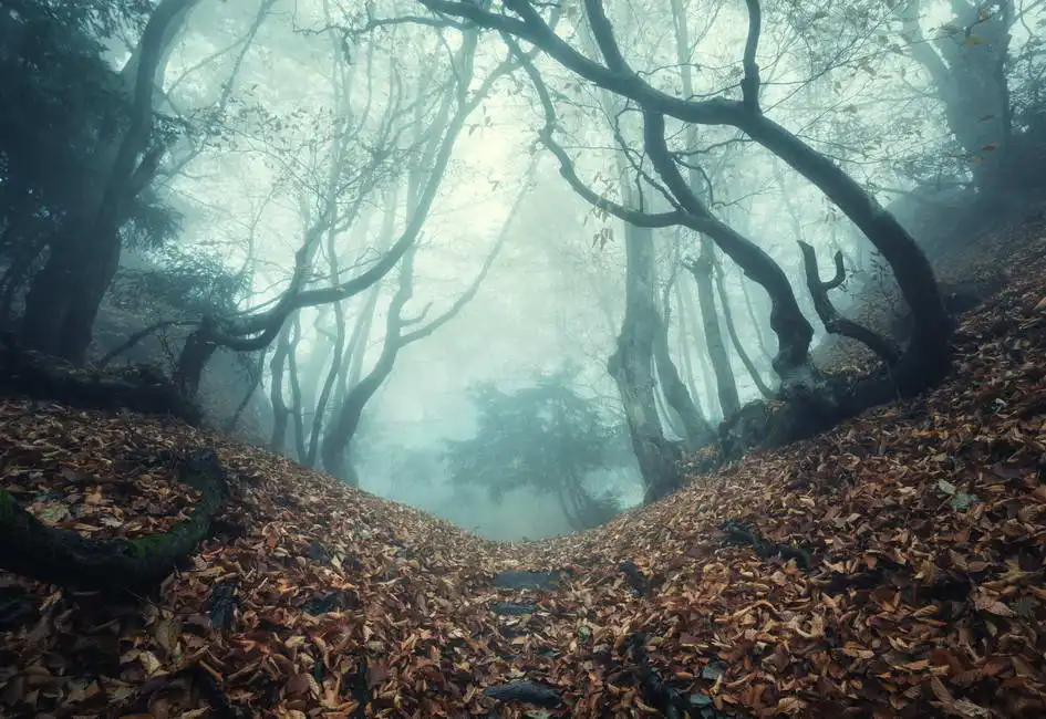 Unknown: Il sentiero attraverso la foresta misteriosa