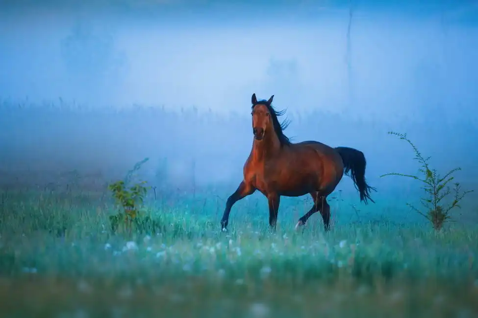 Unknown: Cavallo scuro