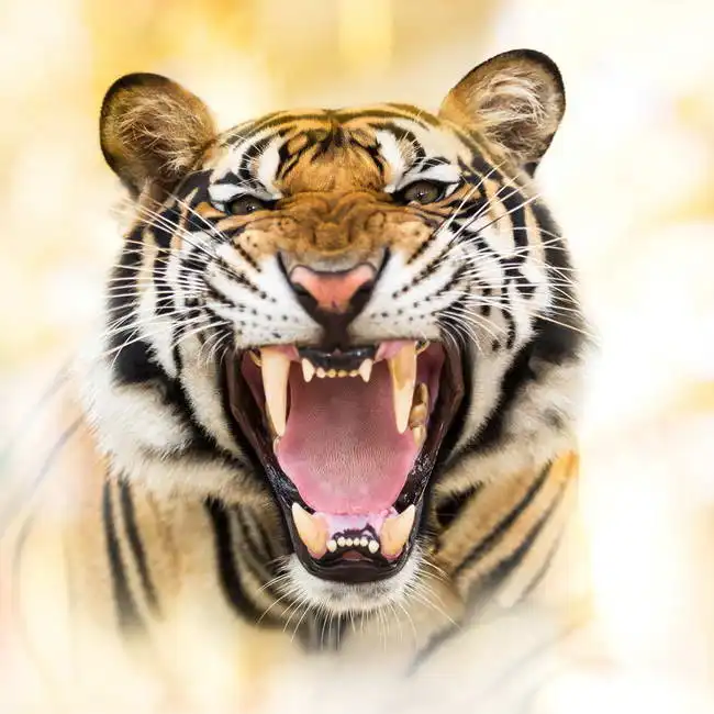 Unknown: Junger Sibirischer Tiger