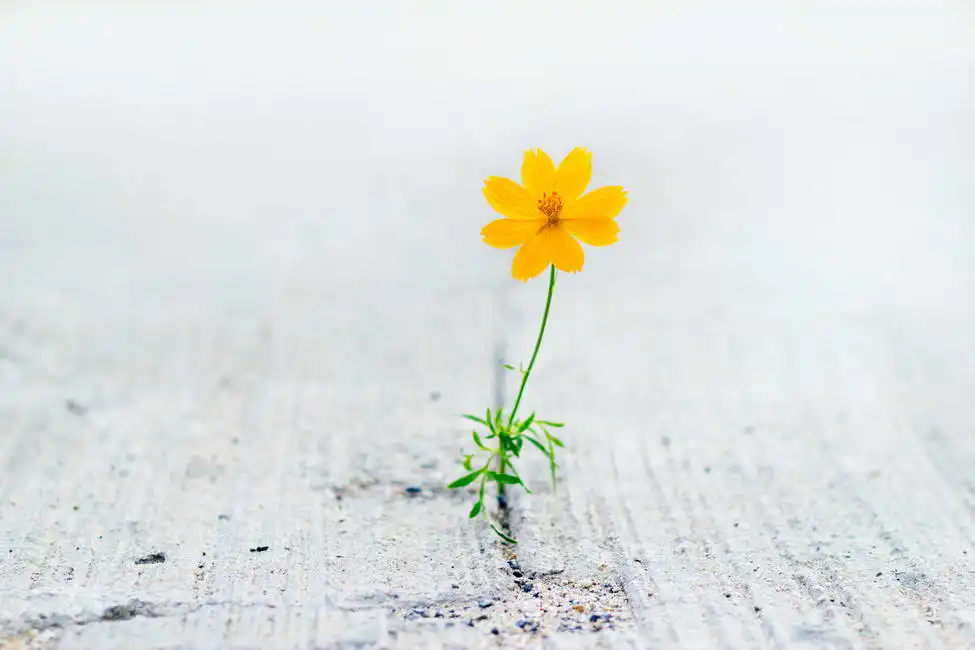 Unknown: Yellow flower