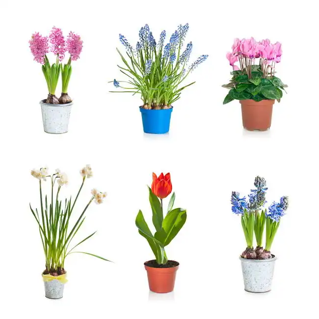 Unknown: Spring flowers