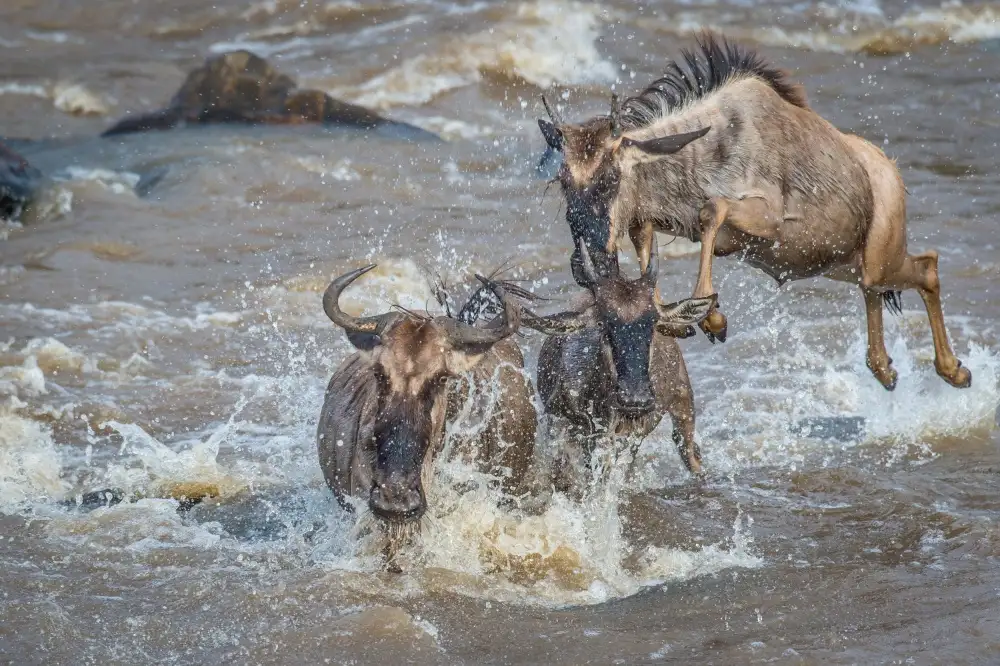 Sink, C. Jeffrey: Air Gnu - solo voli charter