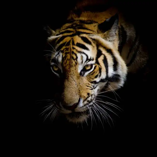 Unknown: Tiger on a black background