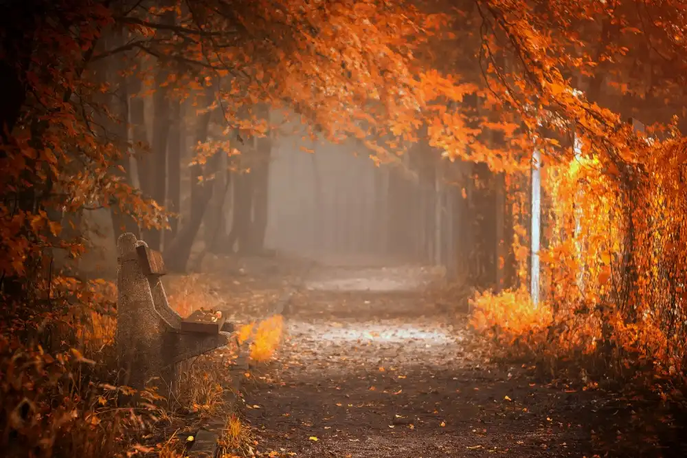 Neer, Ildiko: Waiting to Fall