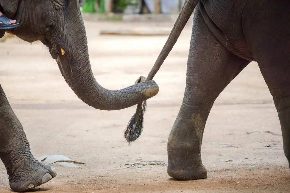 Unknown: Éléphant, Thaïlande