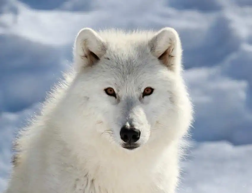 Unknown: Polar wolf