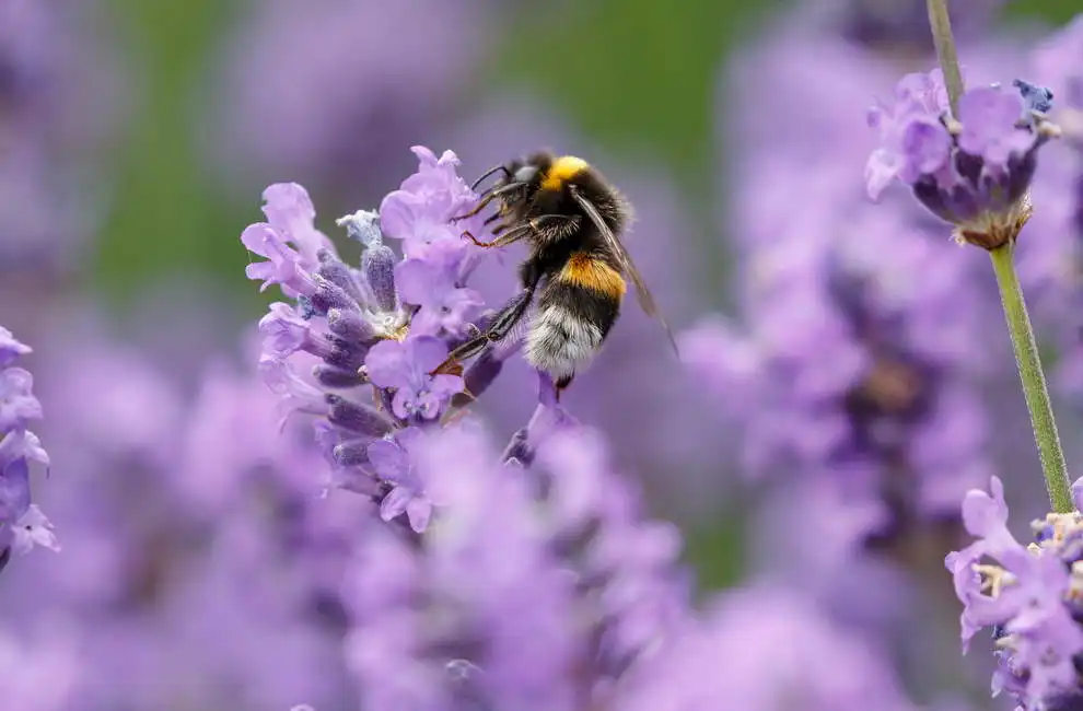 Unknown: Bumblebee on lavender