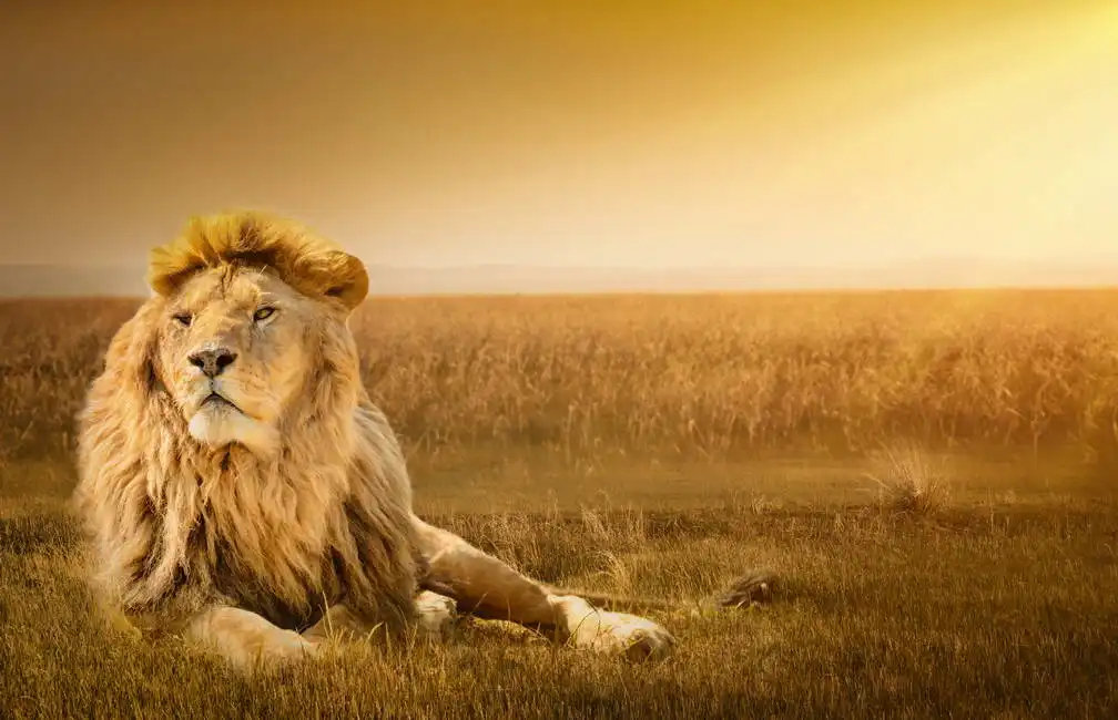 Unknown: Grande leone