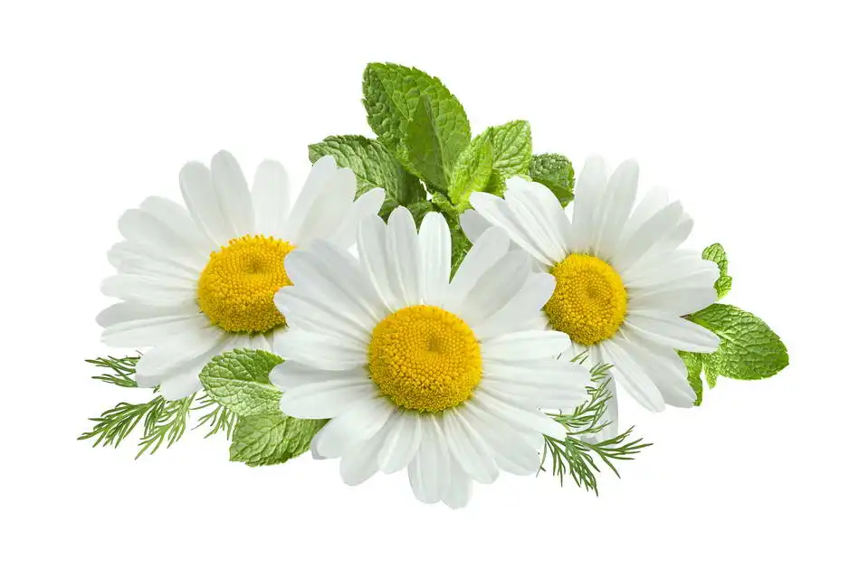 Unknown: Chamomile