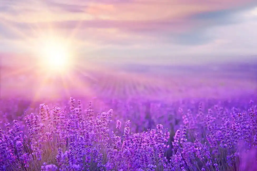 Unknown: Sunset over a field of lavender in Provence