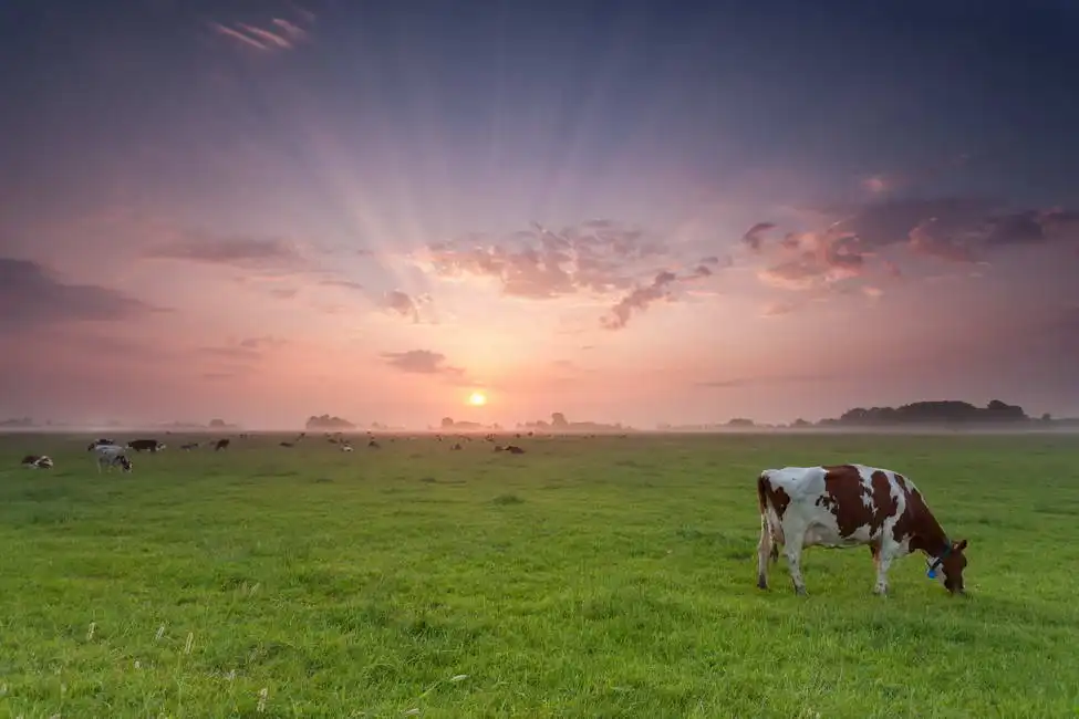 Unknown: Sonnenaufgang auf der Weide