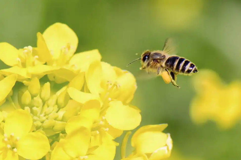 Unknown: Honeybee
