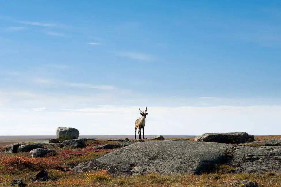 Unknown: Reindeer, arctic tundra, Nunavut, Canada