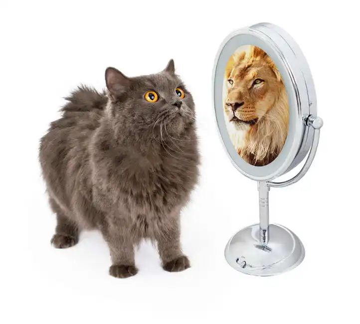 Unknown: Gatto e Leone