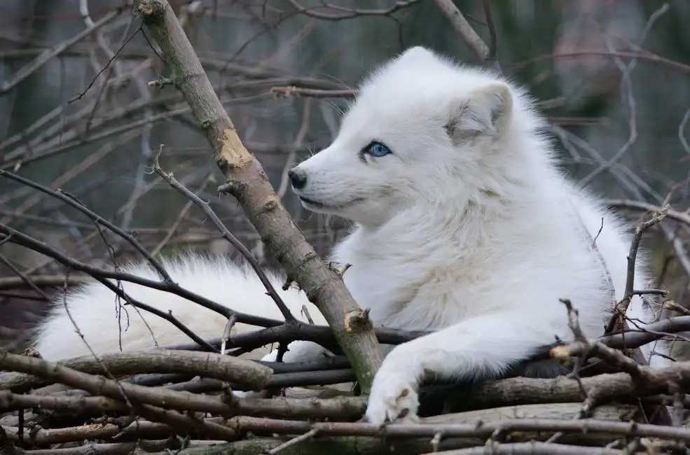 Unknown: Polar fox