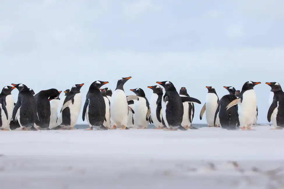 Unknown: Penguin colony of elephant