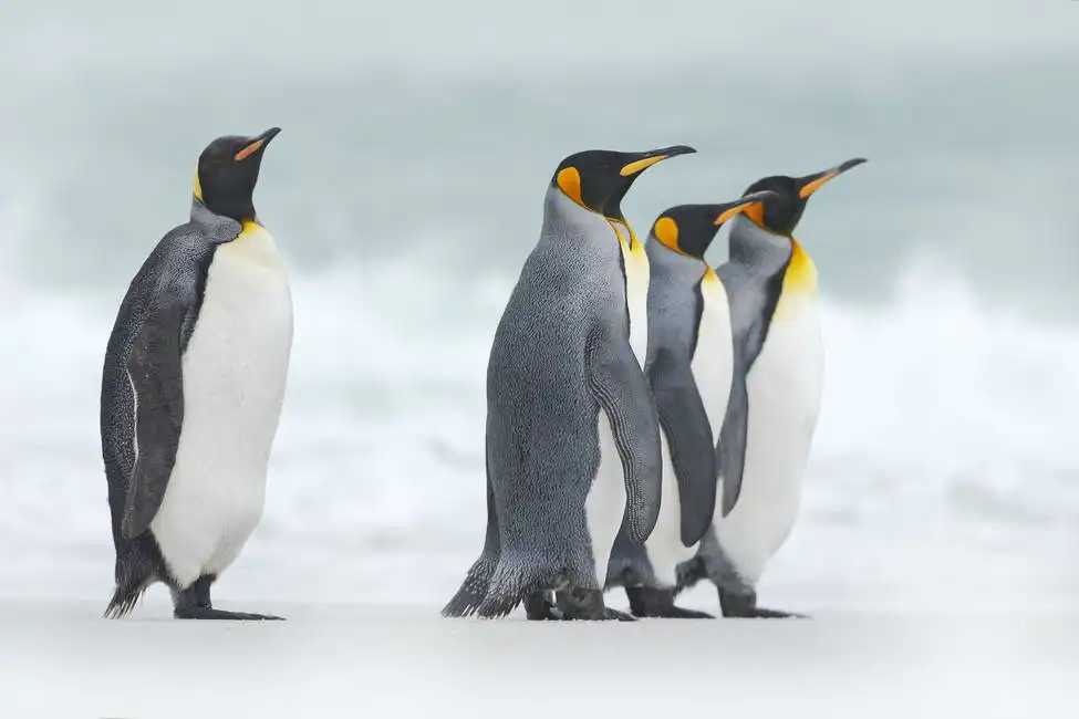 Unknown: Gruppo di pinguini reali